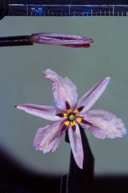 APII jpeg image of Arthropodium strictum  © contact APII