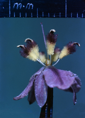 APII jpeg image of Arthropodium milleflorum  © contact APII