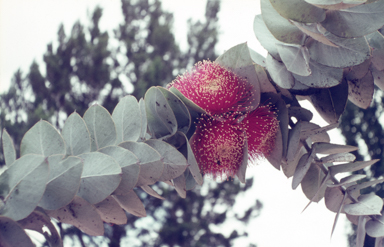 APII jpeg image of Eucalyptus macrocarpa  © contact APII