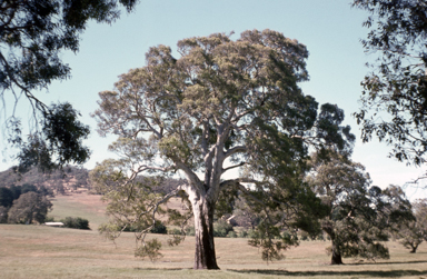 APII jpeg image of Eucalyptus camaldulensis  © contact APII
