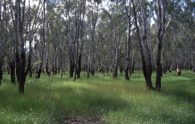 APII jpeg image of Eucalyptus camaldulensis  © contact APII