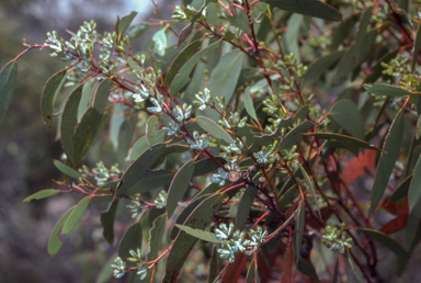 APII jpeg image of Eucalyptus pauciflora subsp. debeuzevillei  © contact APII