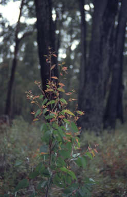 APII jpeg image of Eucalyptus sieberi  © contact APII