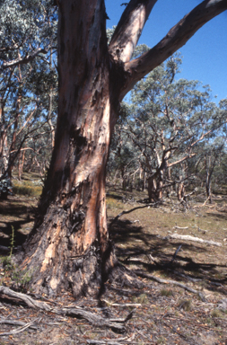 APII jpeg image of Eucalyptus rubida  © contact APII
