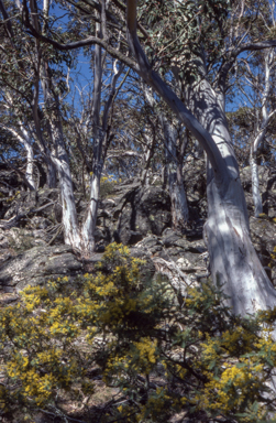 APII jpeg image of Eucalyptus pauciflora  © contact APII