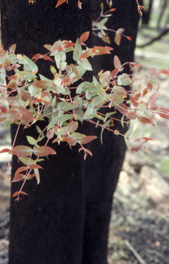 APII jpeg image of Eucalyptus dives  © contact APII