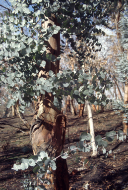APII jpeg image of Eucalyptus pauciflora  © contact APII