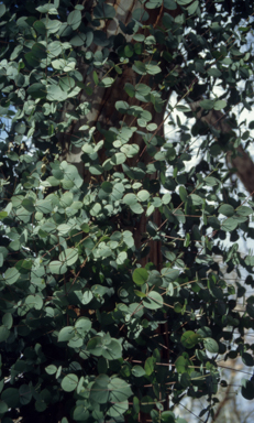 APII jpeg image of Eucalyptus rubida  © contact APII