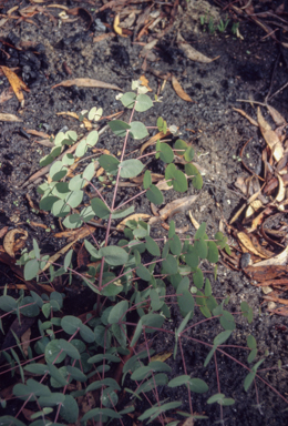 APII jpeg image of Eucalyptus rubida  © contact APII