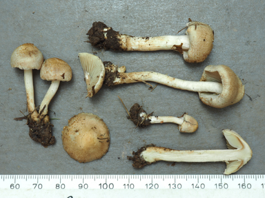 APII jpeg image of Inocybe sindonia  © contact APII