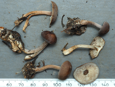 APII jpeg image of Gymnopus sp.  © contact APII