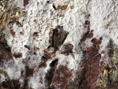 APII jpeg image of Ceraceomyces serpens  © contact APII