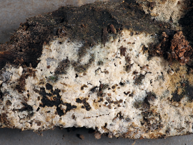 APII jpeg image of Hypochnicium punctulatum  © contact APII