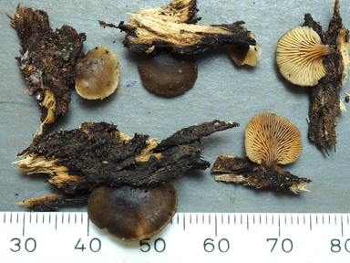 APII jpeg image of Hohenbuehelia sp.  © contact APII