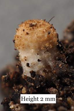 APII jpeg image of Coprinellus truncorum  © contact APII