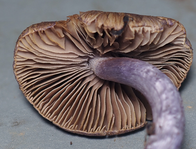 APII jpeg image of Inocybe violaceocaulis  © contact APII