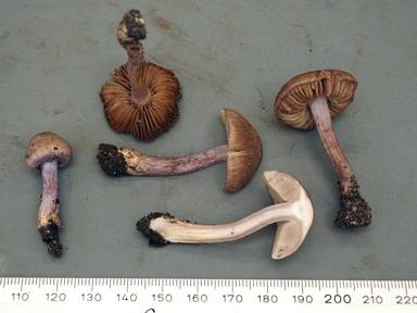 APII jpeg image of Inocybe violaceocaulis  © contact APII