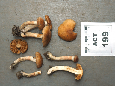 APII jpeg image of Cortinarius sp.  © contact APII