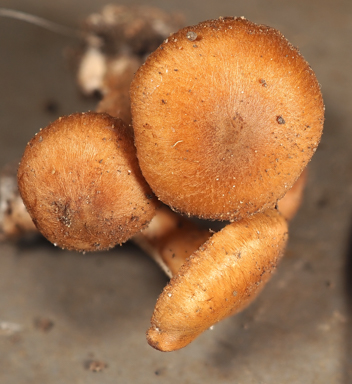 APII jpeg image of Cortinarius sp.  © contact APII