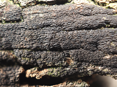 APII jpeg image of Anteaglonium parvulum  © contact APII