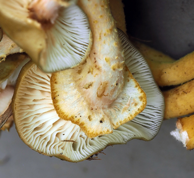 APII jpeg image of Armillaria luteobubalina  © contact APII