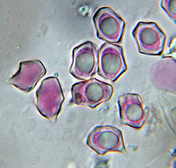 APII jpeg image of Entoloma duplocoloratum  © contact APII