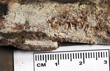 APII jpeg image of Xylodon sp.  © contact APII