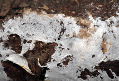 APII jpeg image of Leptosporomyces sp.  © contact APII