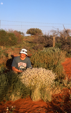 APII jpeg image of Ptilotus obovatus subsp. obovatus  © contact APII