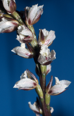 APII jpeg image of Prasophyllum hians  © contact APII