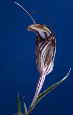 APII jpeg image of Pterostylis scabra var. robusta  © contact APII