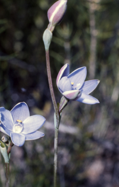 APII jpeg image of Thelymitra cornicina  © contact APII