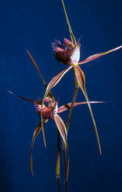 APII jpeg image of Caladenia huegelii  © contact APII