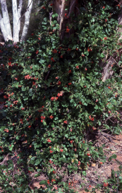 APII jpeg image of Kennedia macrophylla  © contact APII