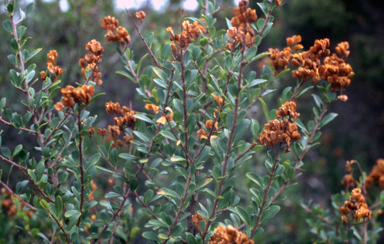 APII jpeg image of Bursaria spinosa  © contact APII