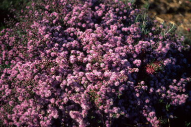 APII jpeg image of Kunzea parvifolia  © contact APII