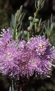 APII jpeg image of Melaleuca radula  © contact APII