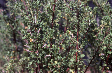 APII jpeg image of Adenanthos ilectcos  © contact APII