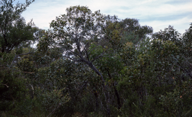 APII jpeg image of Eucalyptus camfieldii  © contact APII