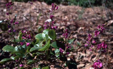 APII jpeg image of Kennedia retrorsa  © contact APII