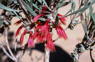 APII jpeg image of Calothamnus chrysantherus  © contact APII