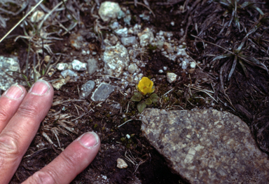 APII jpeg image of Ranunculus muelleri var. brevicaulis  © contact APII