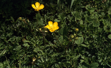 APII jpeg image of Ranunculus sp.  © contact APII