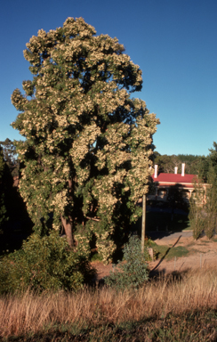 APII jpeg image of Angophora floribunda  © contact APII