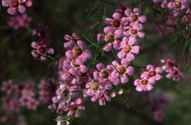 APII jpeg image of Chamelaucium uncinatum  © contact APII