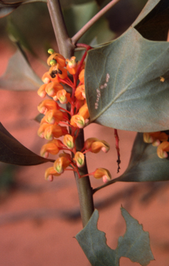 APII jpeg image of Grevillea wickhamii  © contact APII