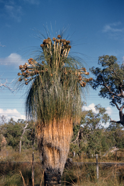 APII jpeg image of Kingia australis  © contact APII