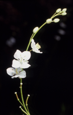 APII jpeg image of Arabidella trisecta  © contact APII