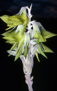 APII jpeg image of Crotalaria cunninghamii  © contact APII