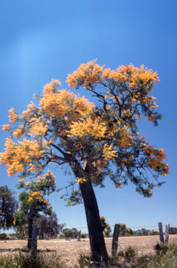 APII jpeg image of Nuytsia floribunda  © contact APII